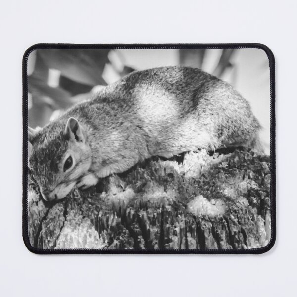 Item preview, Fox Squirrel Lying on Light Pole designed and sold by chazlove.
