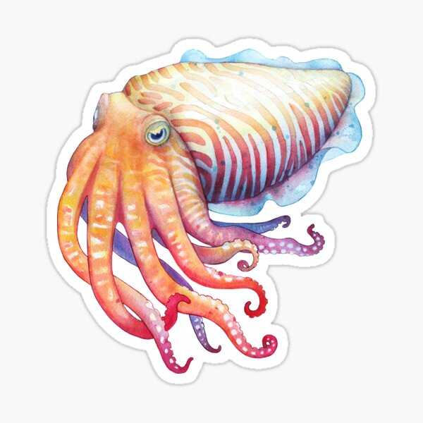 Item preview, Cuttlefish designed and sold by SamNagelArt.