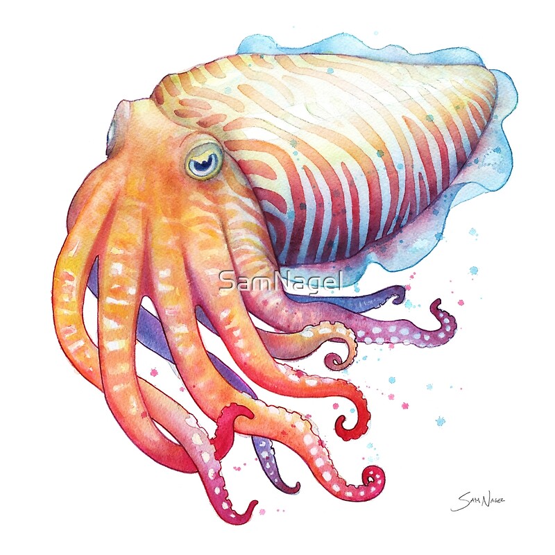 "Cuttlefish" by SamNagel | Redbubble