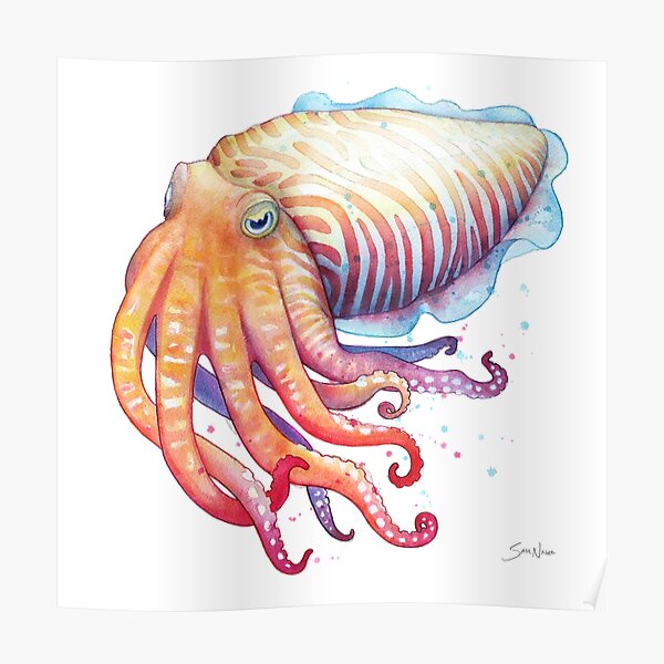 Cuttlefish Poster