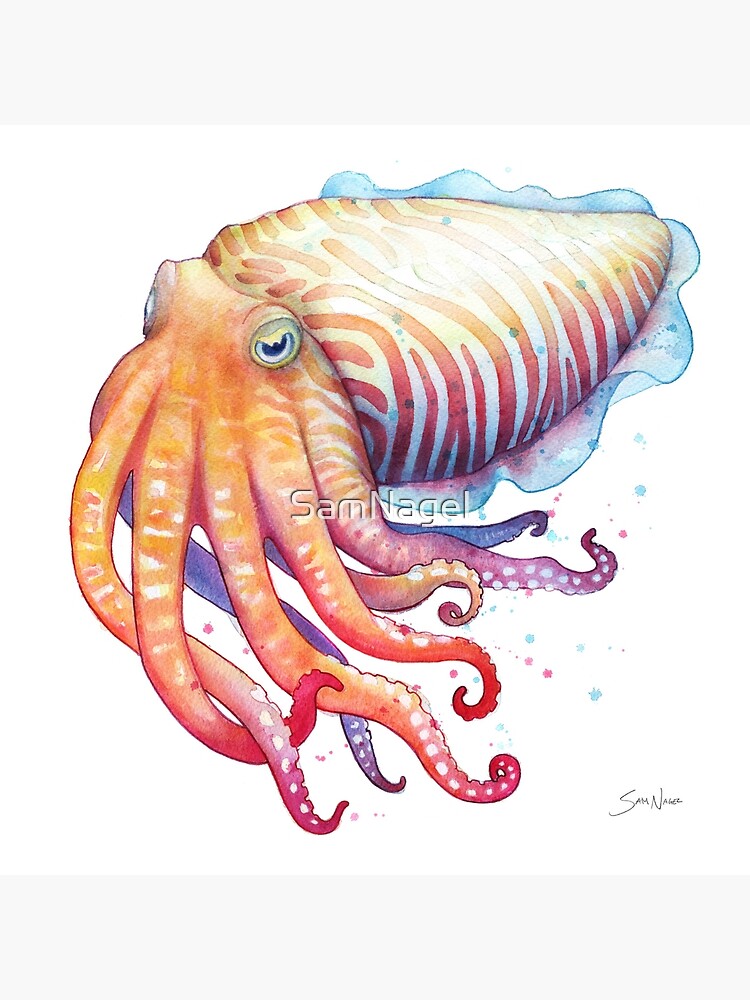 Thumbnail 2 of 2, Art Board Print, Cuttlefish designed and sold by SamNagel.