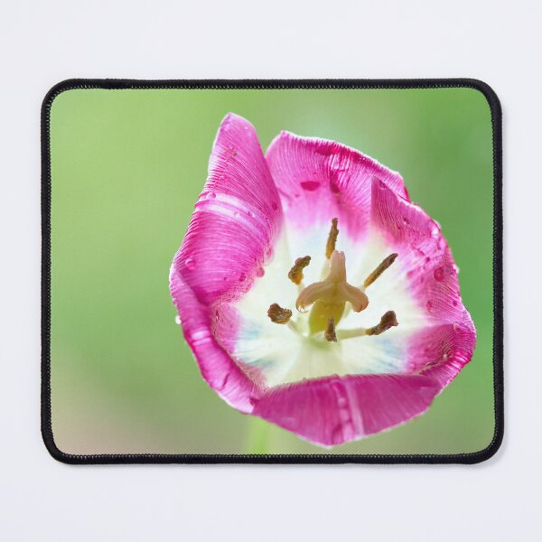 Item preview, Flover Tulip designed and sold by IgorKovalenko.