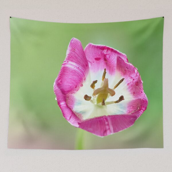 Item preview, Flover Tulip designed and sold by IgorKovalenko.