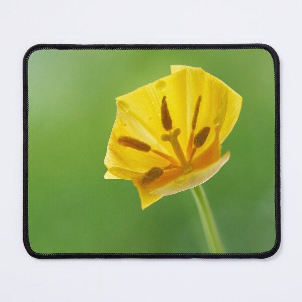 Item preview, Flover Tulip designed and sold by IgorKovalenko.