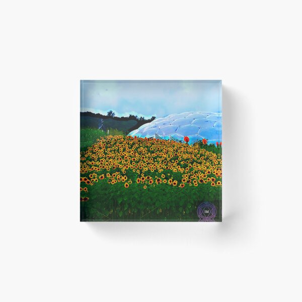 Aperçu de l'œuvre Eden project Tournesols créée et vendue par Iainmcdowell.