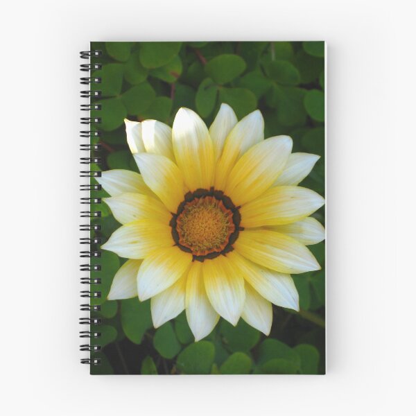 Item preview, Gazania Soft Color Burst in Yellow with White Tips and a Darker Center designed and sold by JoyousArt4u.