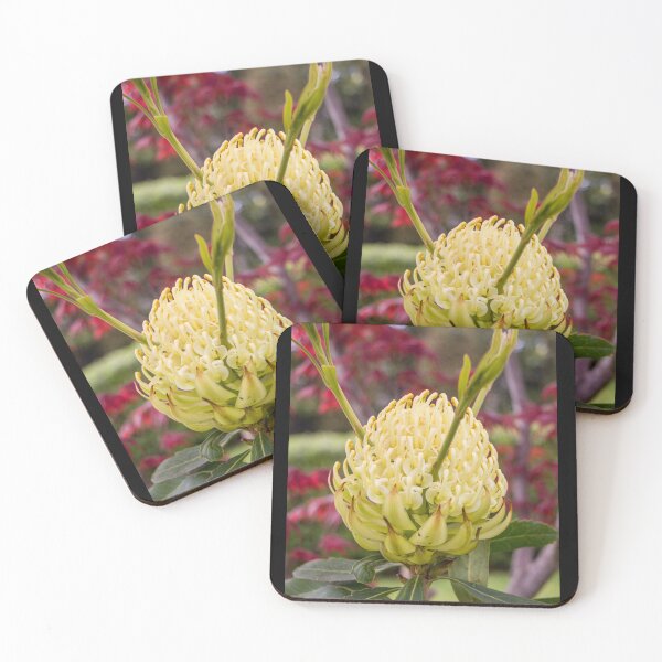Item preview, White Waratah. designed and sold by johkar-photos.