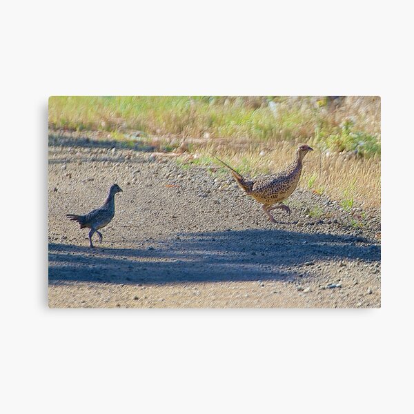EXOTIC ~ Common Pheasant 8eByFrbw by David Irwin Canvas Print