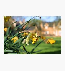 Daffodil Photographic Print