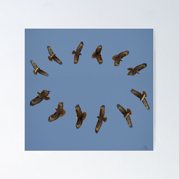 Item preview, Buzzards art  designed and sold by Simon-dell.