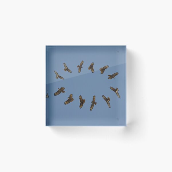 Item preview, Buzzards art  designed and sold by Simon-dell.