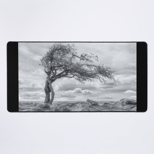 Item preview, Combestone Tor Tree, Dartmoor in Black and White designed and sold by JoSowden.