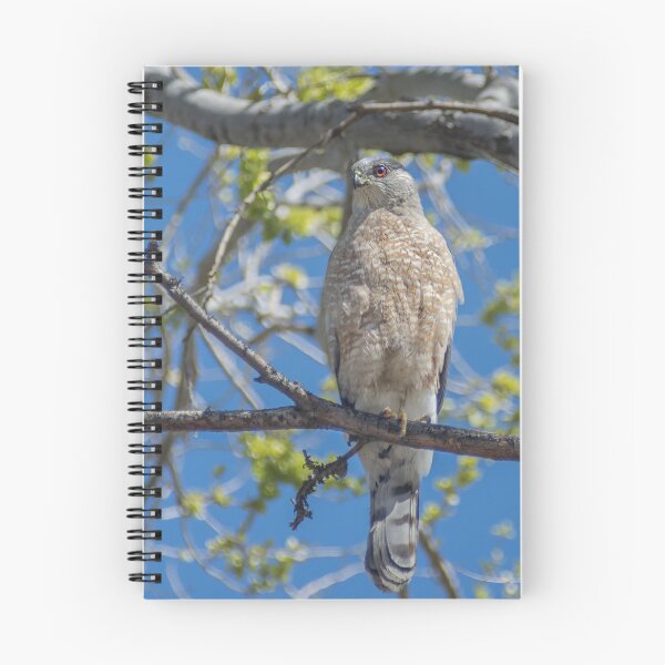 Item preview, Cooper's Hawk  designed and sold by RickMosher.