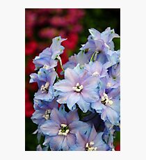 Purple Flowers Photographic Print