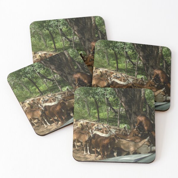 Item preview, Goats from the Brazilian northeastern hinterland designed and sold by felipequeiroz.