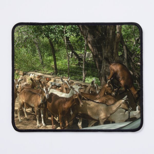 Item preview, Goats from the Brazilian northeastern hinterland designed and sold by felipequeiroz.