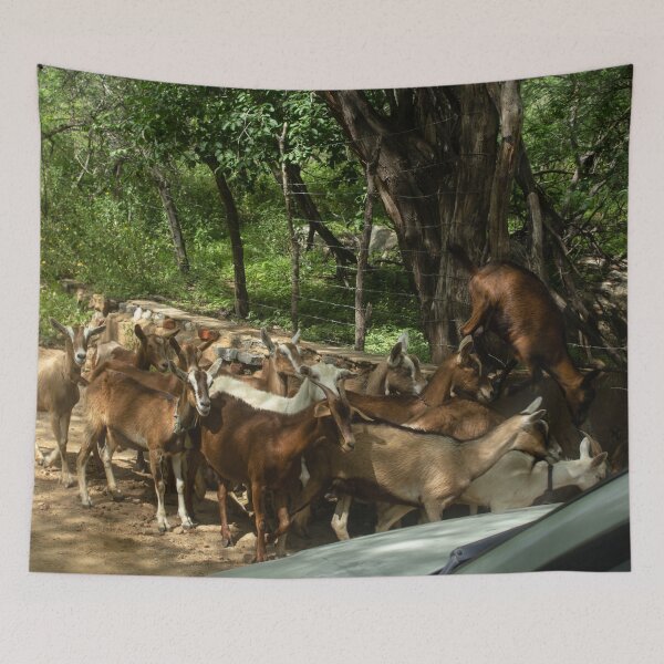 Item preview, Goats from the Brazilian northeastern hinterland designed and sold by felipequeiroz.
