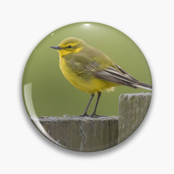 Item preview, Western Yellow Wagtail designed and sold by LaurenTucker.