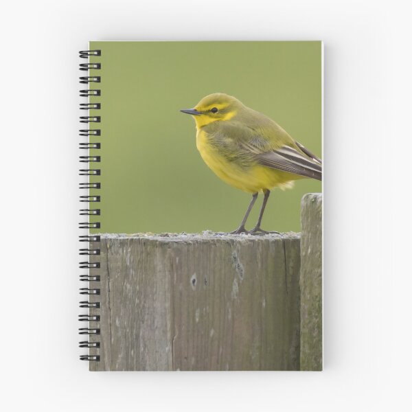 Item preview, Western Yellow Wagtail designed and sold by LaurenTucker.