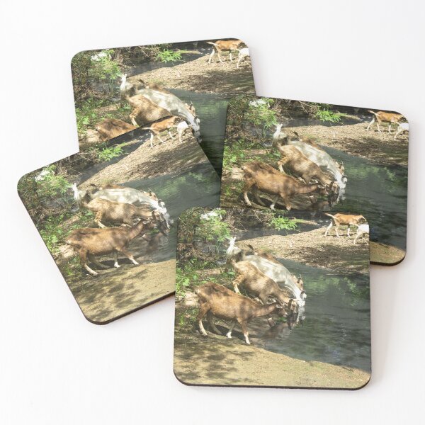 Item preview, Goats from the Brazilian northeastern hinterland drinking water in the stream designed and sold by felipequeiroz.