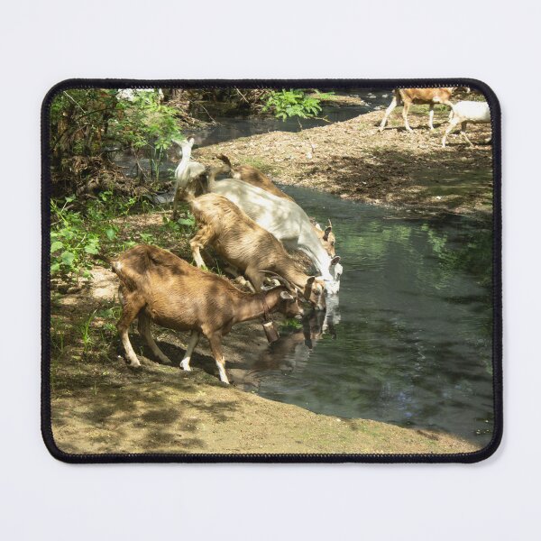 Item preview, Goats from the Brazilian northeastern hinterland drinking water in the stream designed and sold by felipequeiroz.