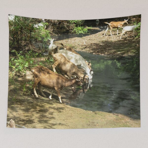 Item preview, Goats from the Brazilian northeastern hinterland drinking water in the stream designed and sold by felipequeiroz.