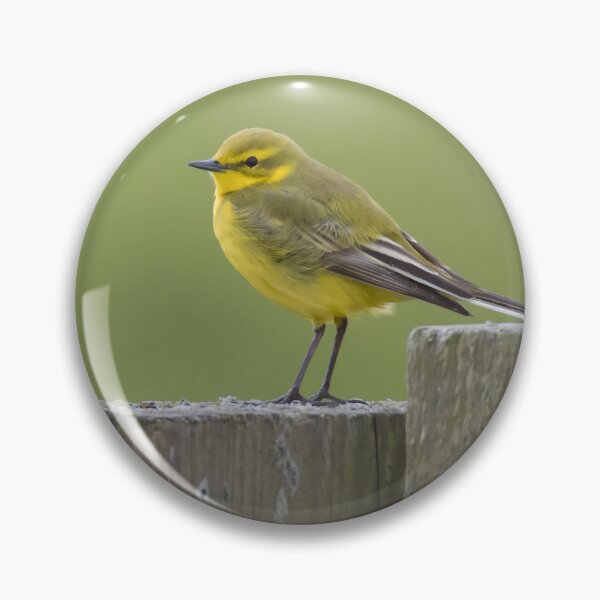 Item preview, Western Yellow Wagtail designed and sold by LaurenTucker.