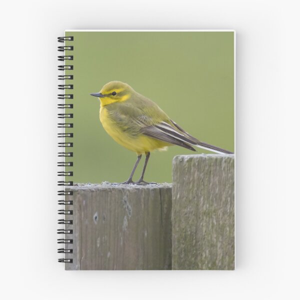 Item preview, Western Yellow Wagtail designed and sold by LaurenTucker.