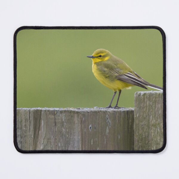 Item preview, Western Yellow Wagtail designed and sold by LaurenTucker.