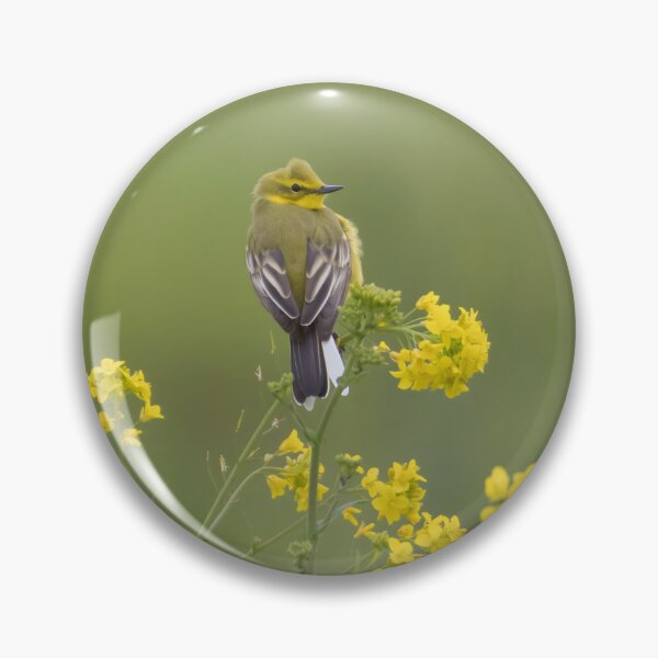 Item preview, Western Yellow Wagtail designed and sold by LaurenTucker.