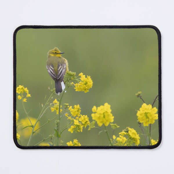 Item preview, Western Yellow Wagtail designed and sold by LaurenTucker.