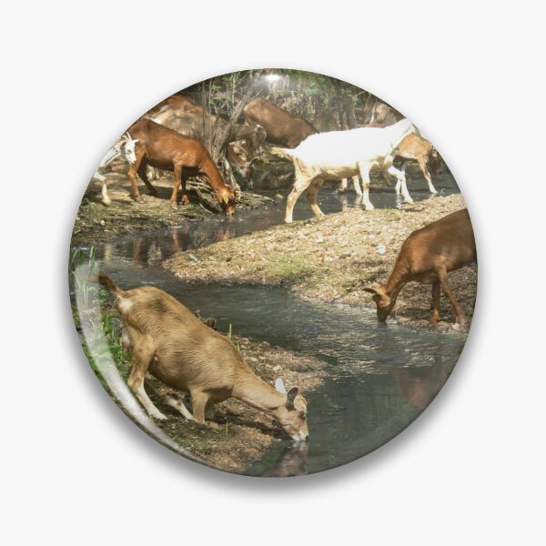 Item preview, Goats from the Brazilian northeastern hinterland drinking water in the stream designed and sold by felipequeiroz.