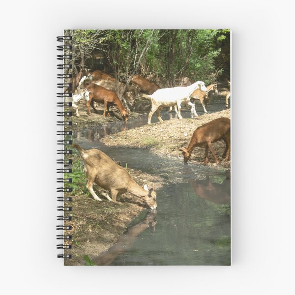 Item preview, Goats from the Brazilian northeastern hinterland drinking water in the stream designed and sold by felipequeiroz.