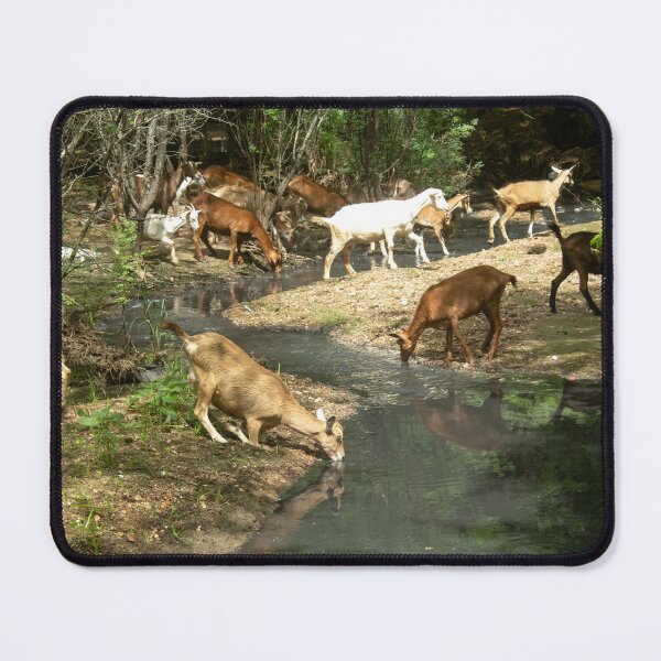 Item preview, Goats from the Brazilian northeastern hinterland drinking water in the stream designed and sold by felipequeiroz.