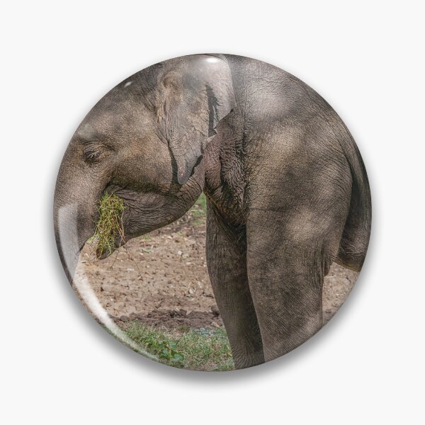 Item preview, Elephant eating grass designed and sold by Photopat.