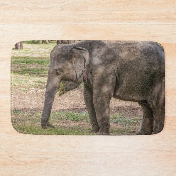 Item preview, Elephant eating grass designed and sold by Photopat.