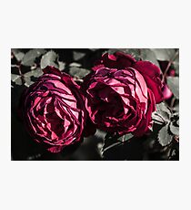 Couple of red roses Photographic Print
