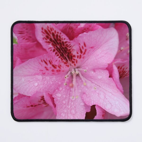 Item preview, Pink Rhododendron with Rain Drops designed and sold by Charlotte-3103.