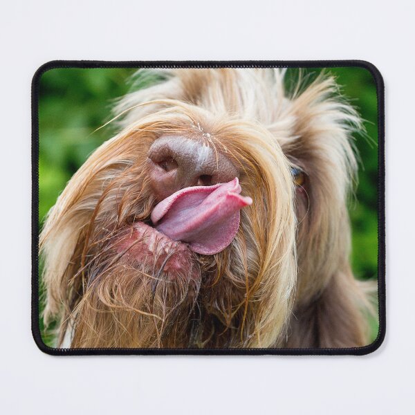 Item preview, Delicious tasty Spinone  by heidiannemorris designed and sold by FOLK ART FUSION by heidiannemorris.