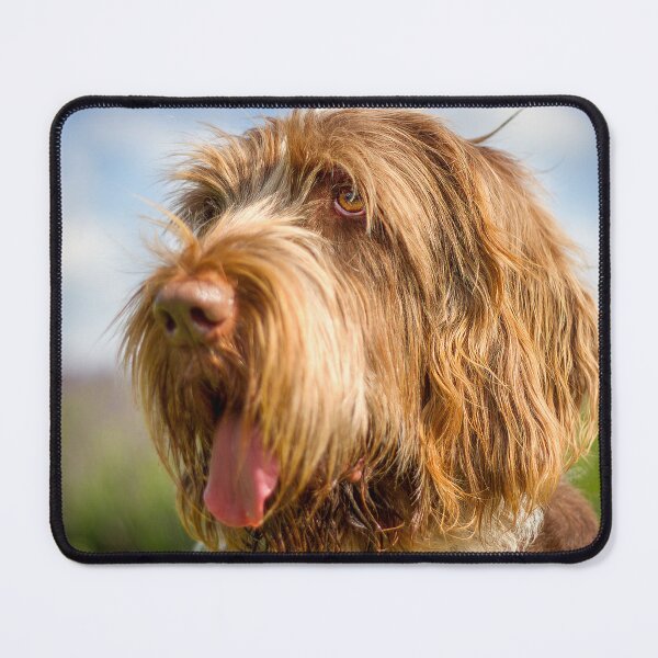 Item preview, Always blue skies Spinone by heidiannemorris designed and sold by FOLK ART FUSION.