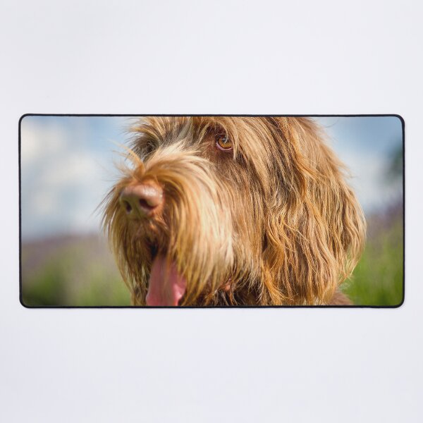 Item preview, Always blue skies Spinone by heidiannemorris designed and sold by FOLK ART FUSION by heidiannemorris.
