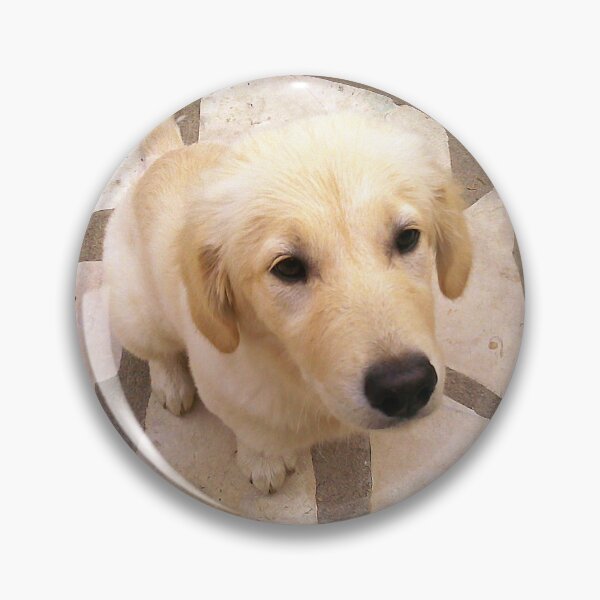 Item preview, Photography diptych portrait dog before and after designed and sold by Carré Comme Orange.