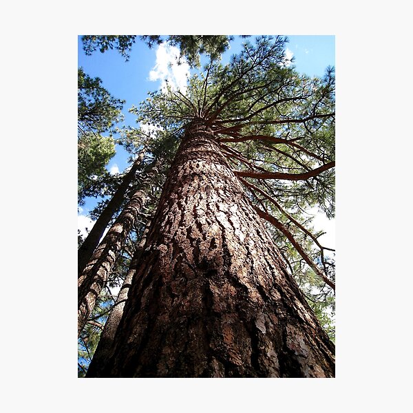 Item preview, Jeffrey Pine Tree designed and sold by Rachel Imsland.