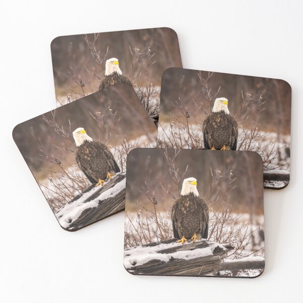 Item preview, Bald Eagle Perched on a Log Haines Alaska designed and sold by PhotoArt by Joan Carroll.
