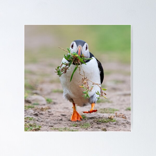 Item preview, Puffin on a mission designed and sold by Kay Roxby.