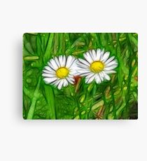 Daisies Canvas Print
