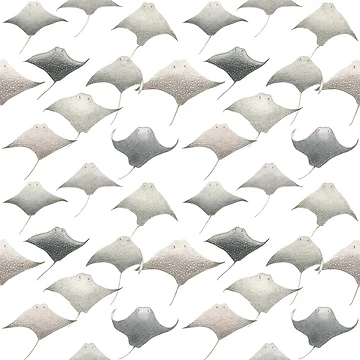Artwork thumbnail, Eagle Rays by Ann Brantingham -- Nature Art