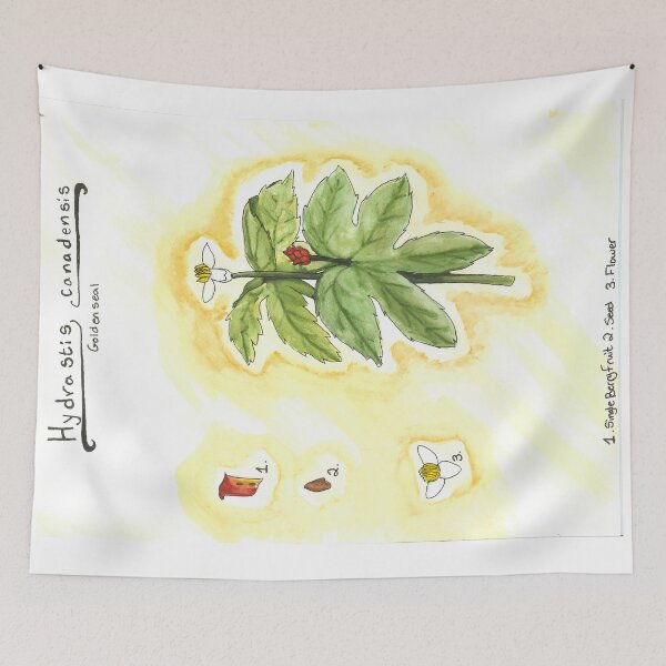 Item preview, Hydrastis canadensis (Goldenseal) designed and sold by fhandsmcmike.