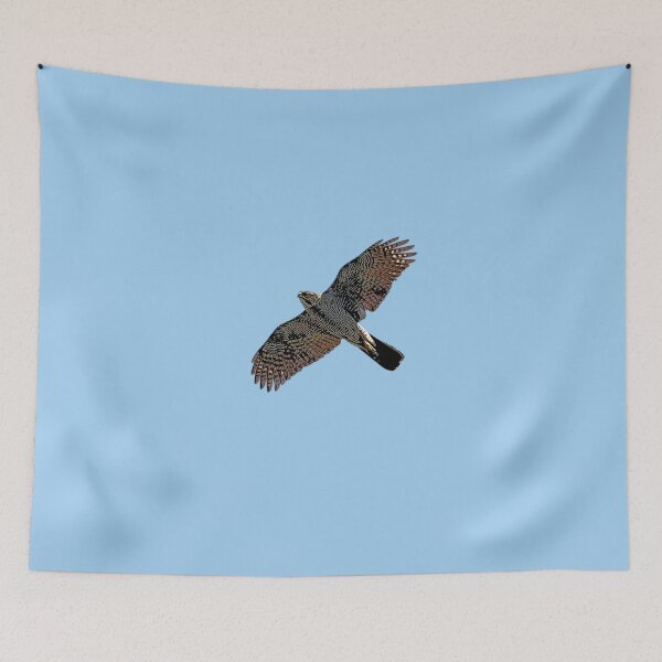 Item preview, Henst's Goshawk Flying Color Design  designed and sold by designsasstultd.