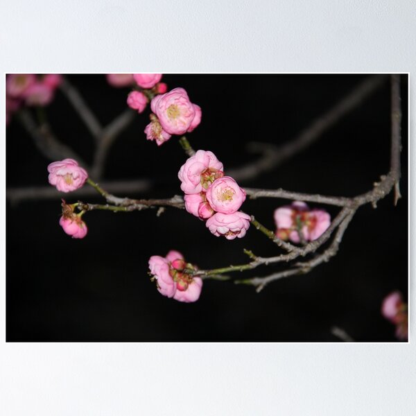 Item preview, Spring - Pink and Black designed and sold by agnessa38.